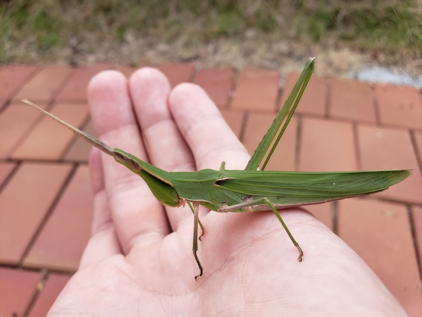 A long, pointy, green tobacco grasshopper in the palm of a hand