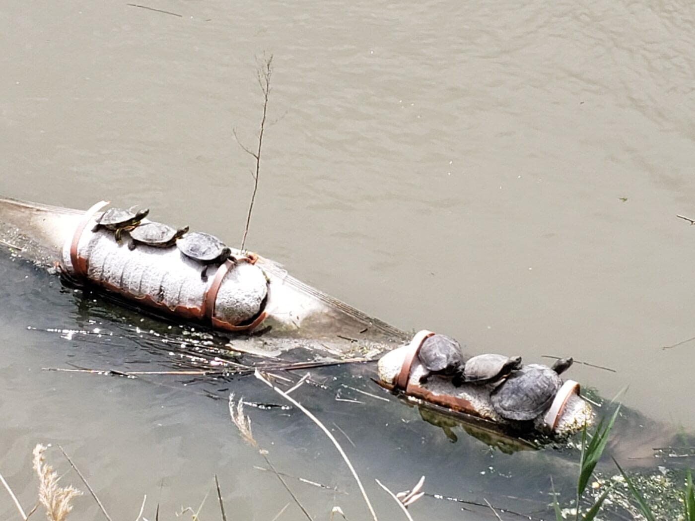 A group of turtles sunning together on a buoy
