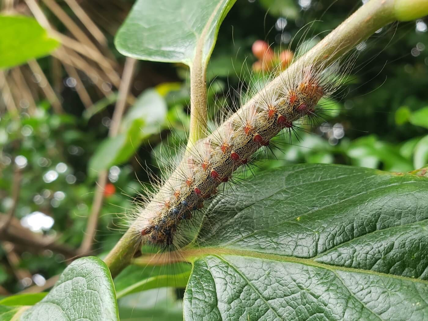 A hairy caterpillar with orange spots on a weed