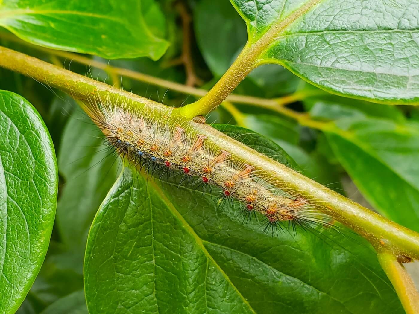 A hairy caterpillar with red spots