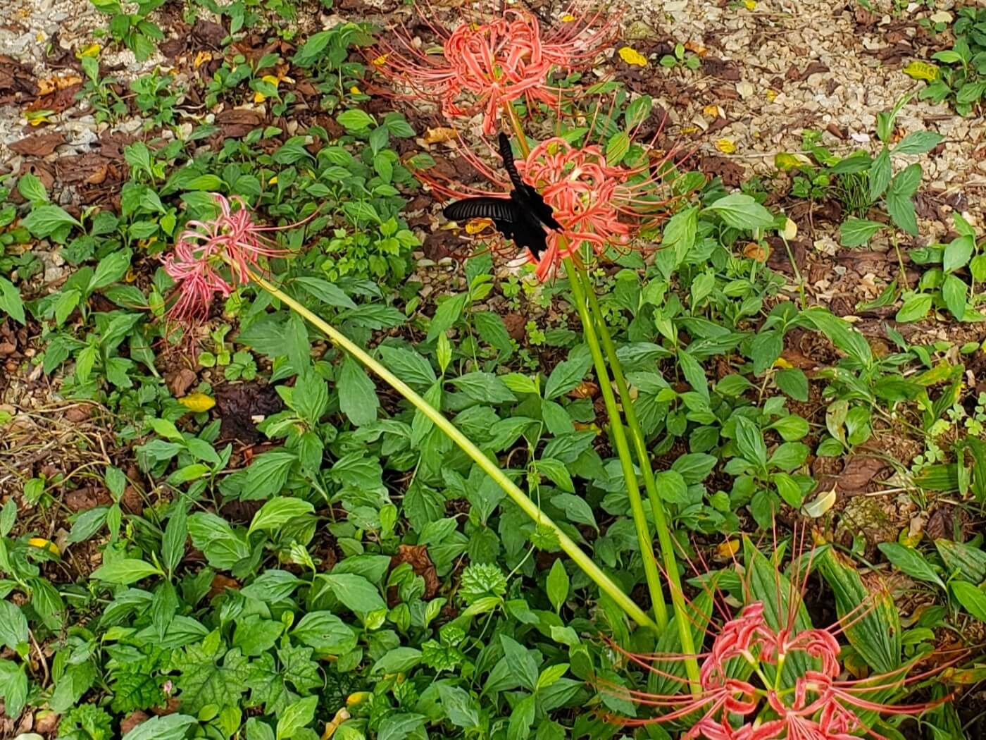 A large, black butterfly on a red flower