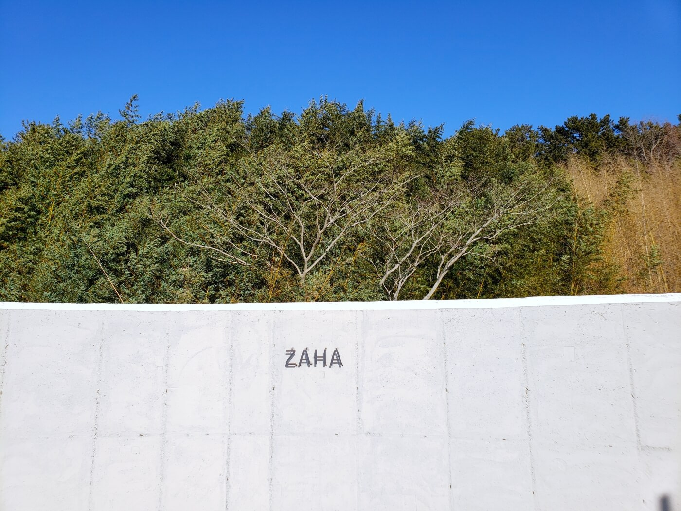 Letters ZAHA on a concrete wall near bamboo
