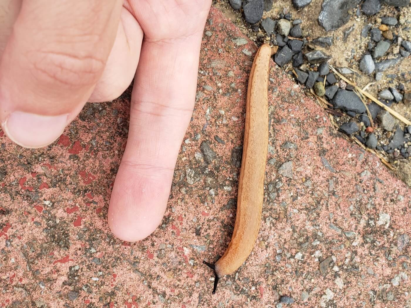 A long slug with black antennae