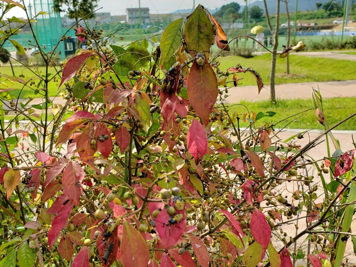Many beetles huddling on a weed