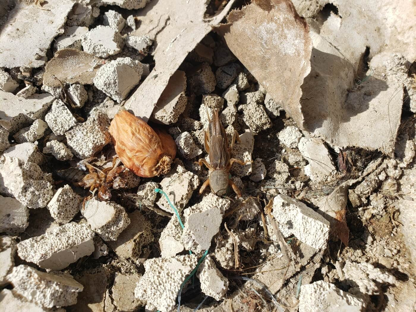 A mole cricket in the rocks