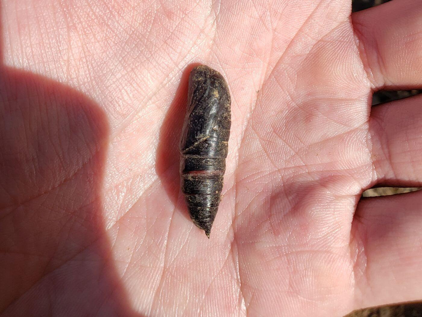 A moth chrysalis in the palm of a hand