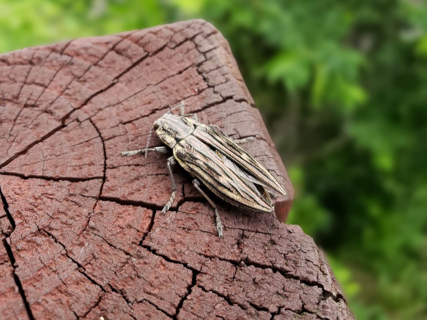 A moth on a wooden post