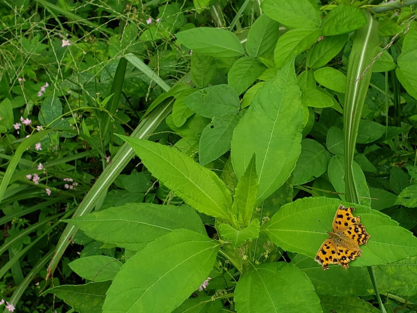 An orange butterfly with black spots