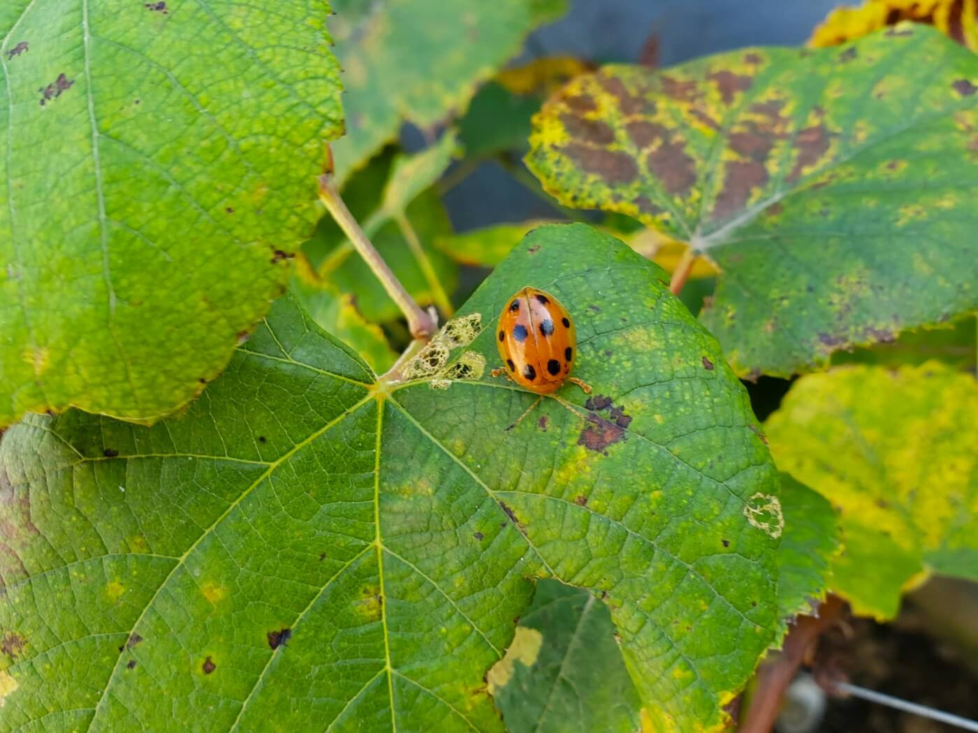 An orange beetle with black spots on a leaf