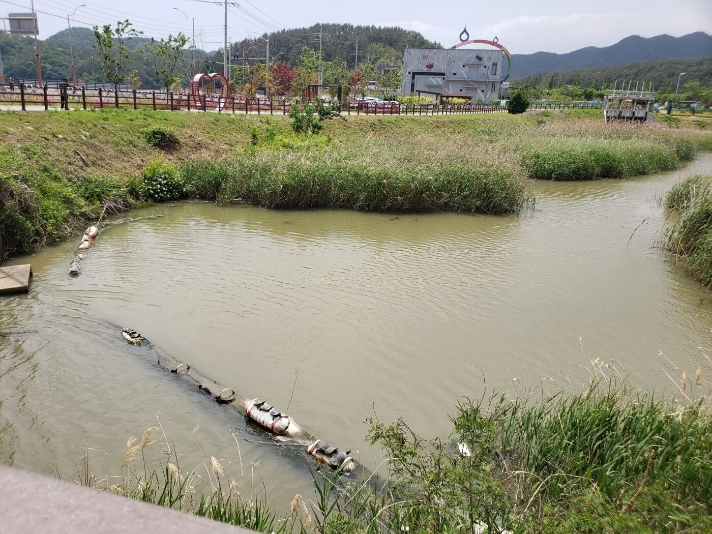 Over a dozen turtles sunning on buoys in the reservoir