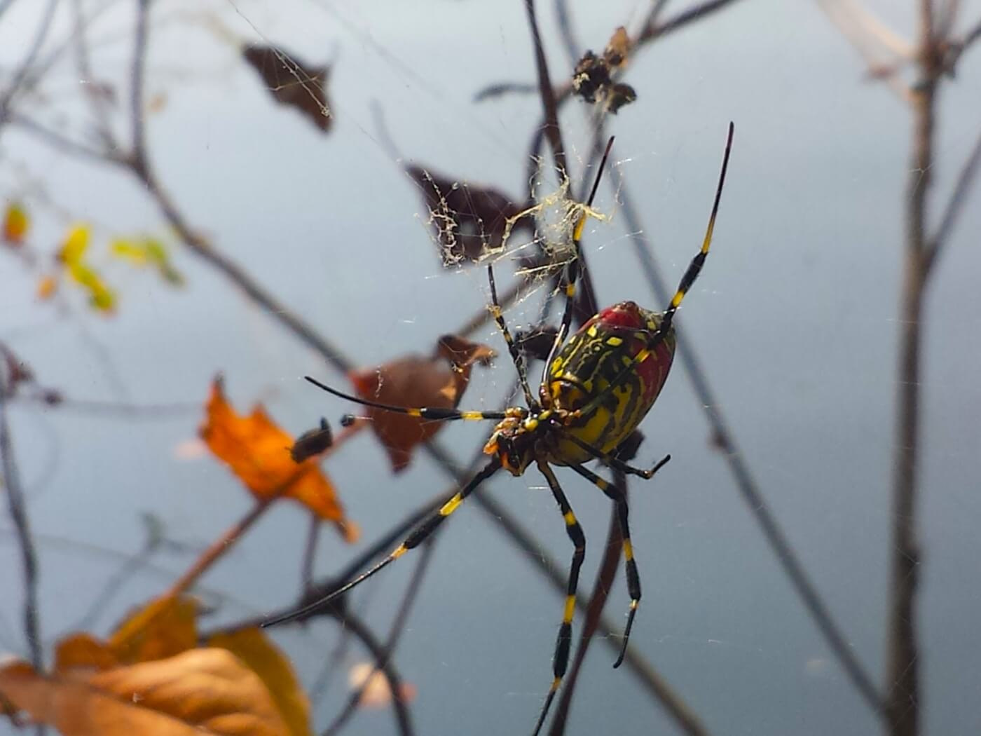 A plump, colorful spider over the water