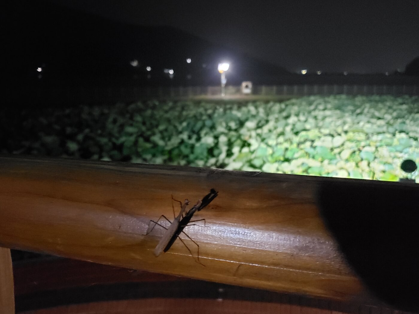 A praying mantis at night on a wooden railing