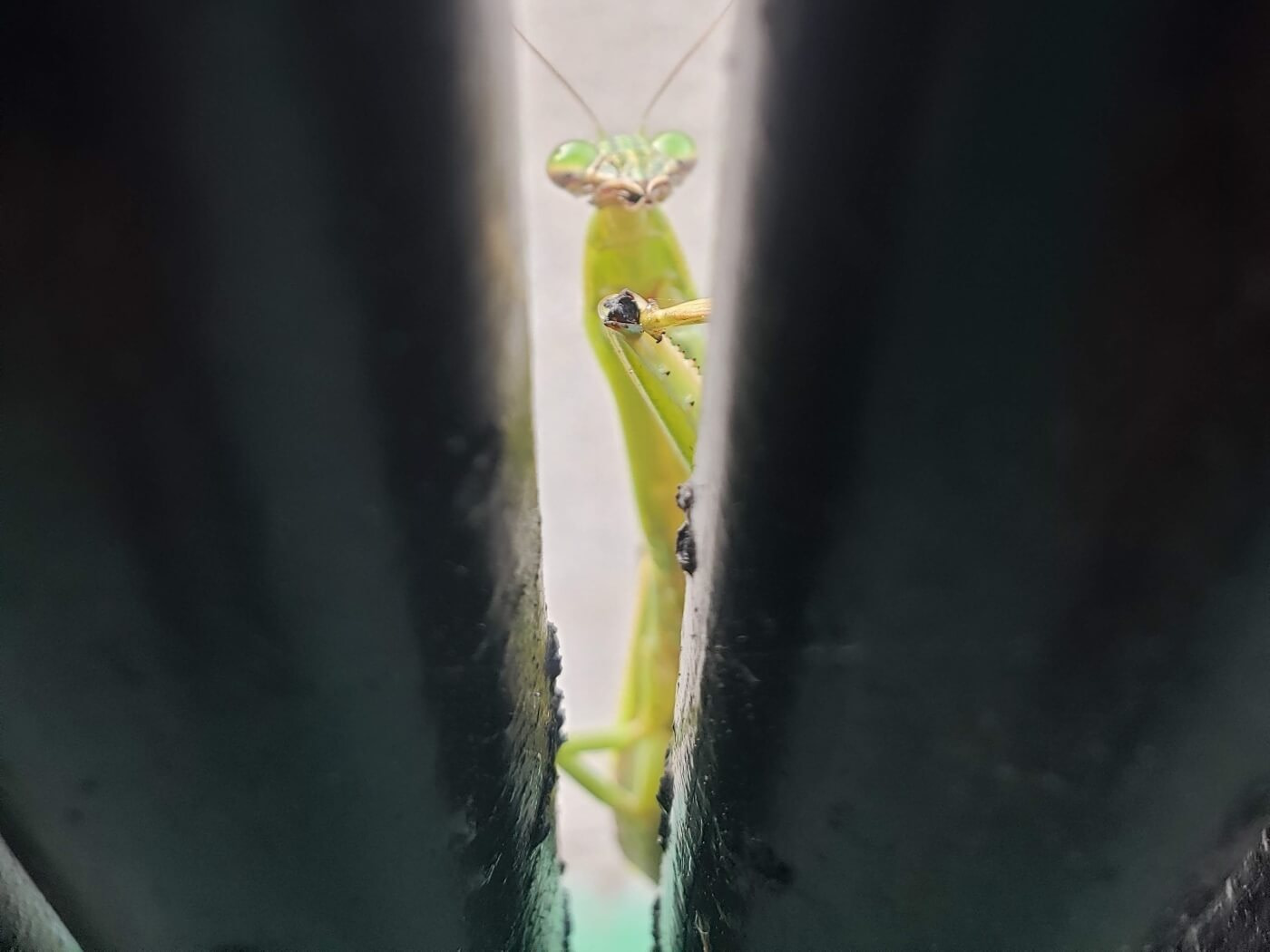 A praying mantis peeking between bars