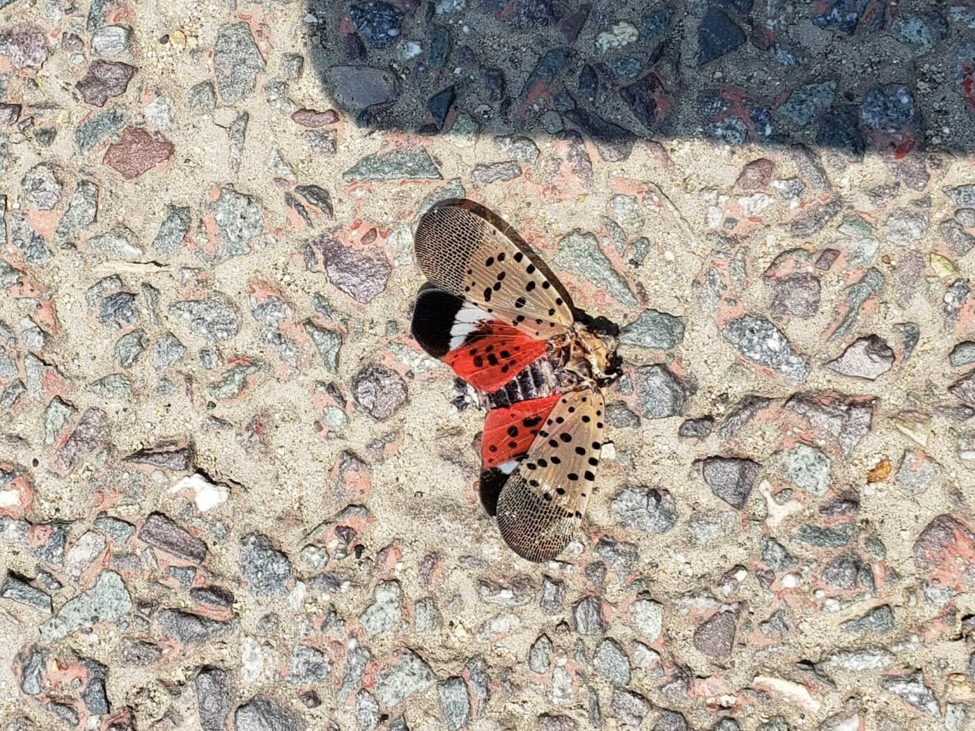A red, black, white, and brown moth with spots