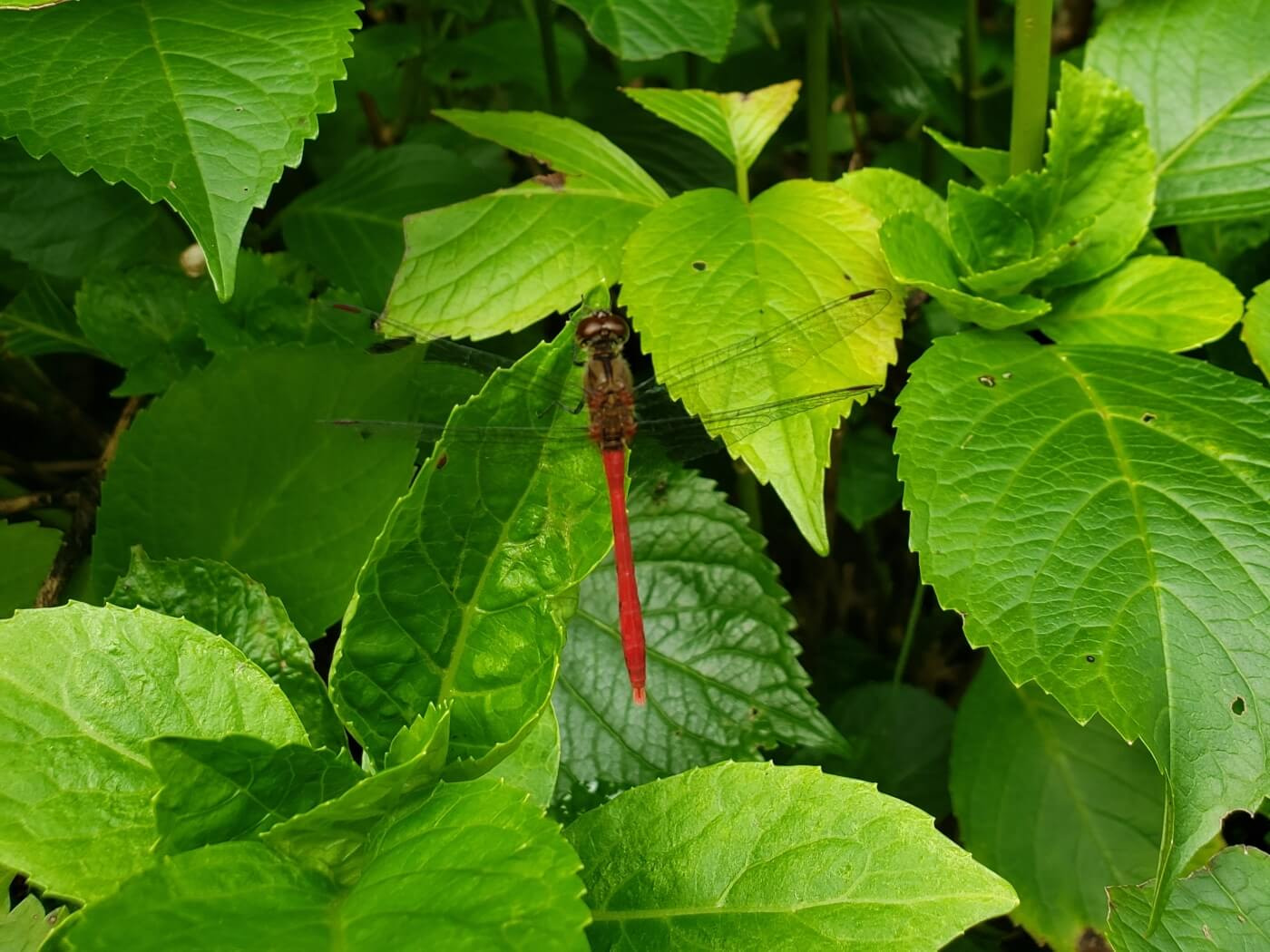 A red dragonfly on a green leaf