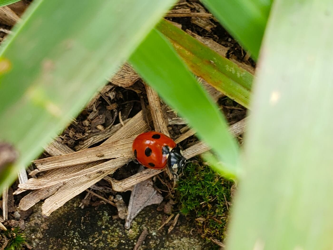 A red ladybug with black spots