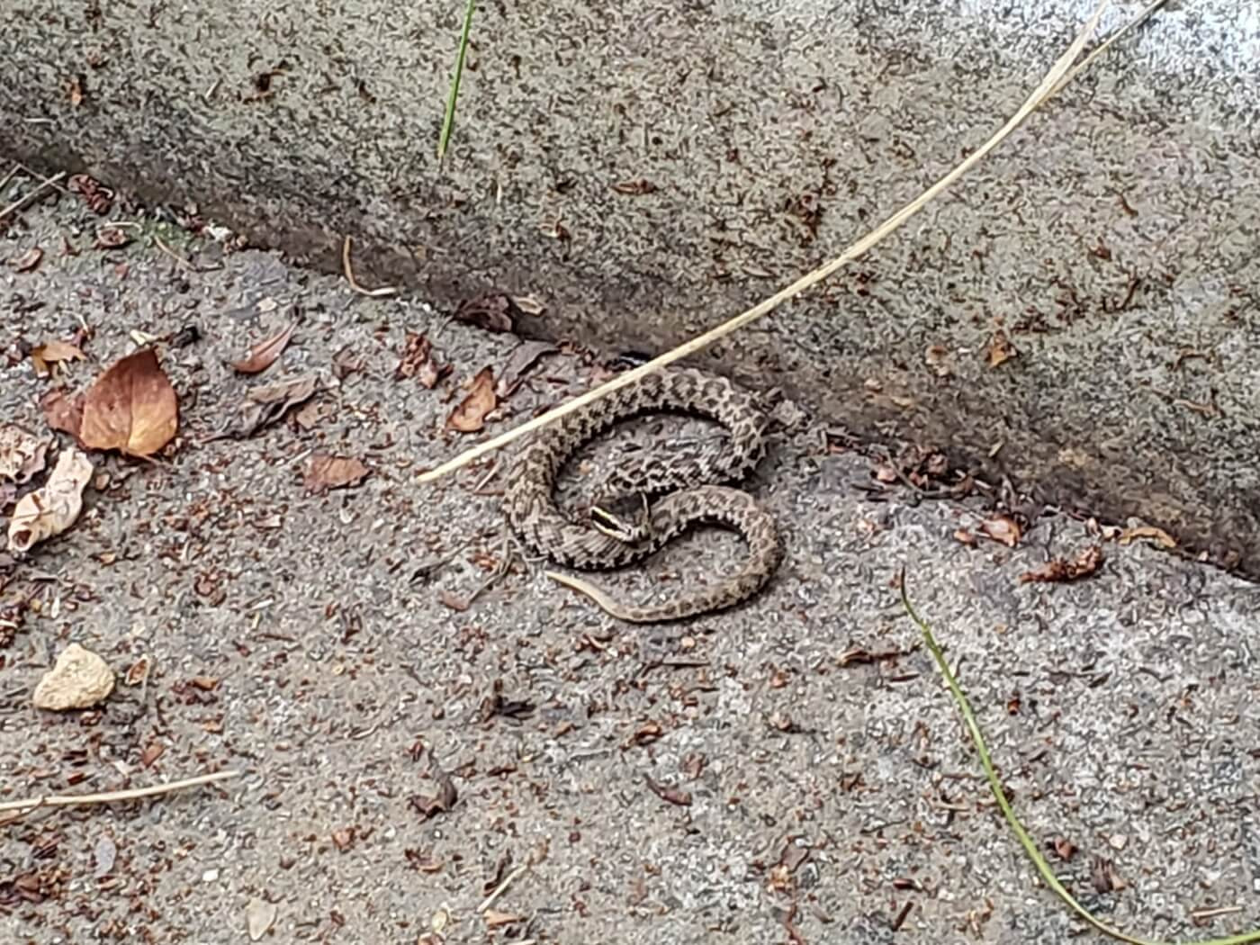 A small snake resembling a rattlesnake