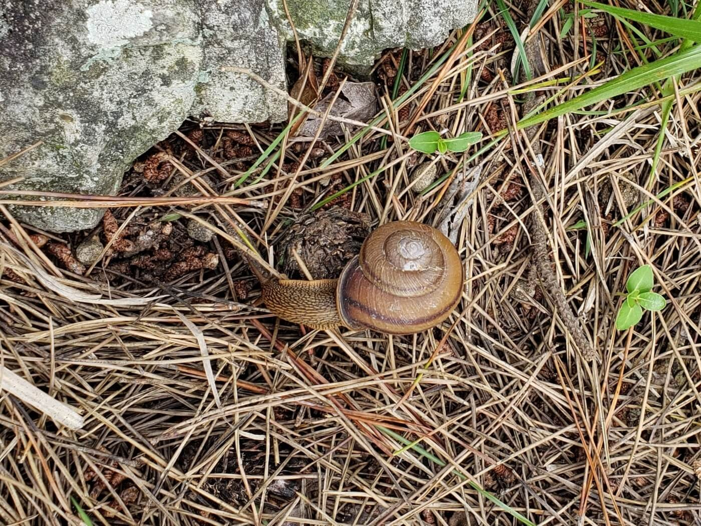 A snail with a spiral shell on the pine needles on the ground