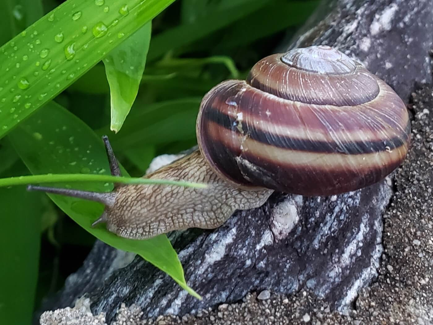 A snail in a shell on a rock