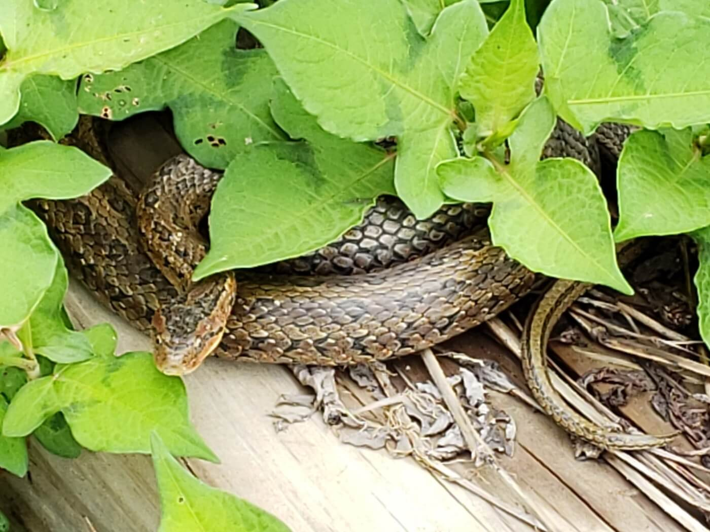 Snake coiled under leaves