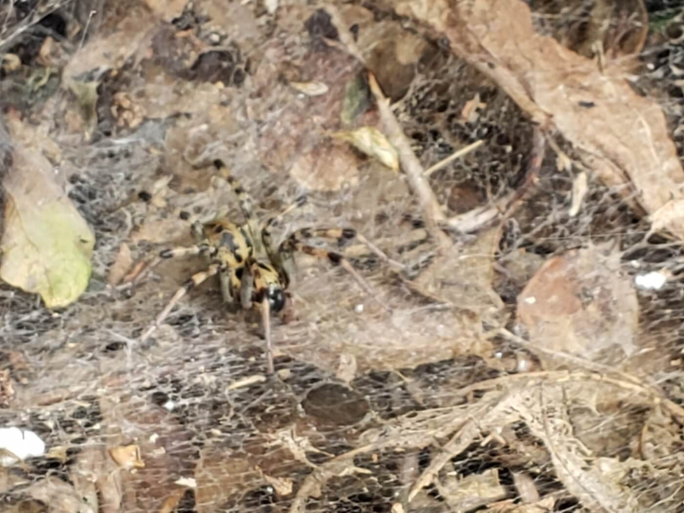 A spider in a web on the ground