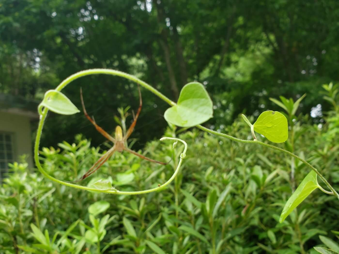 A spider with a vine sprout wrapped around himself