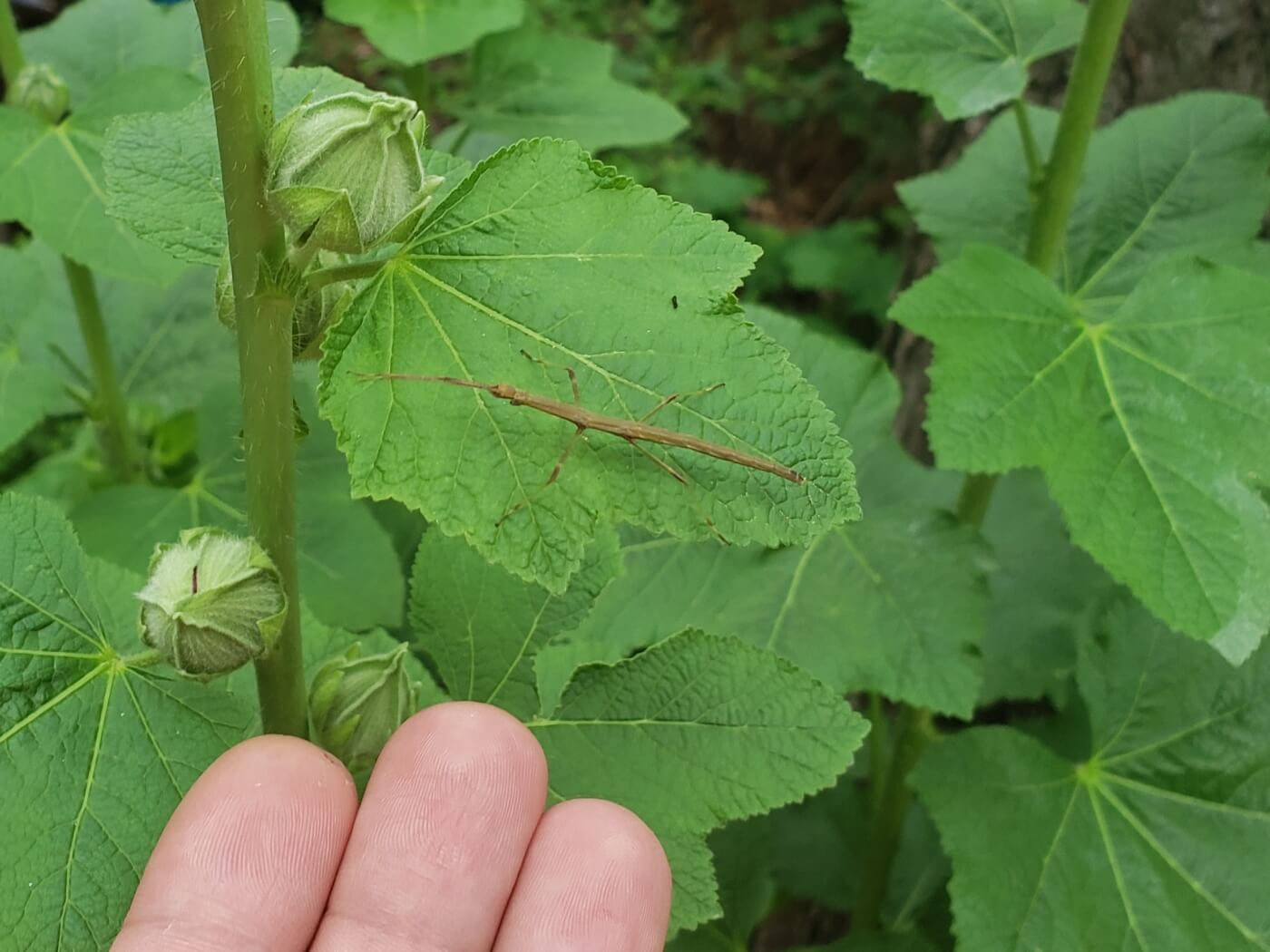 A stick bug on leaves