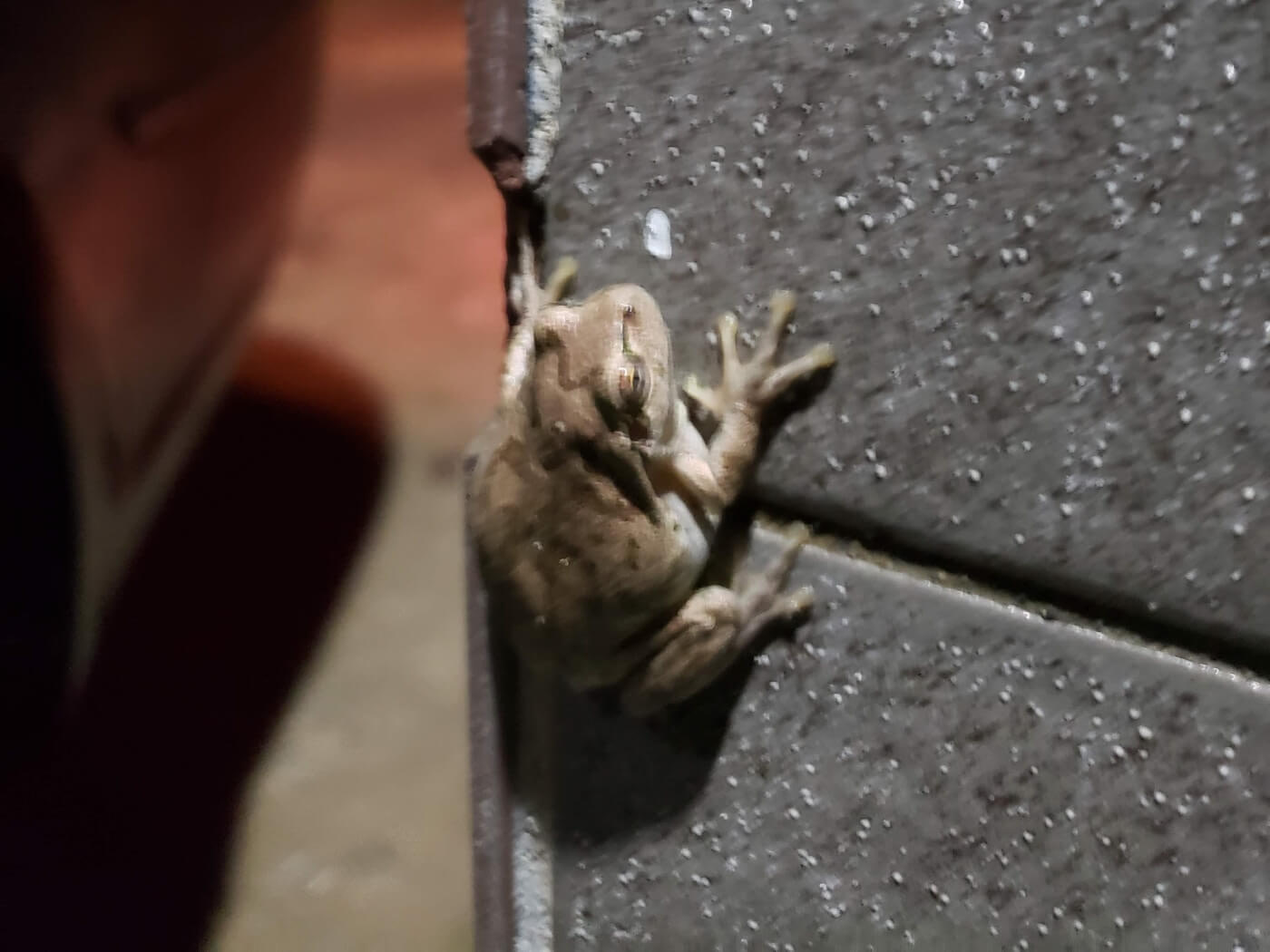 A toad clinging vertically to a tile wall