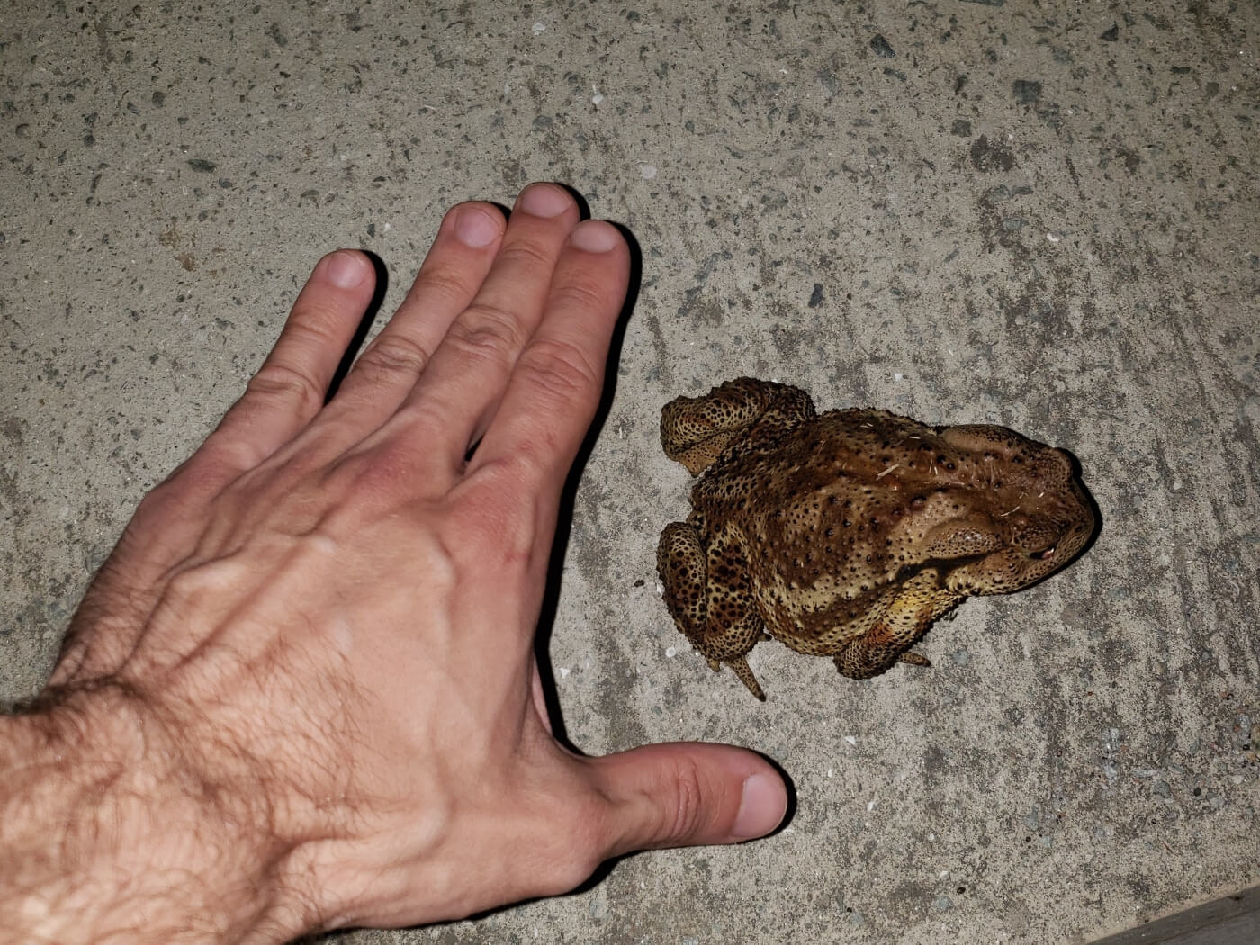 A toad on the concrete
