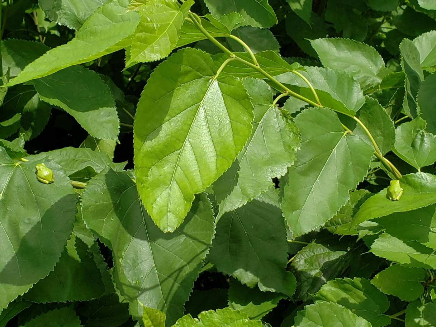 Two tiny green frogs on green leaves