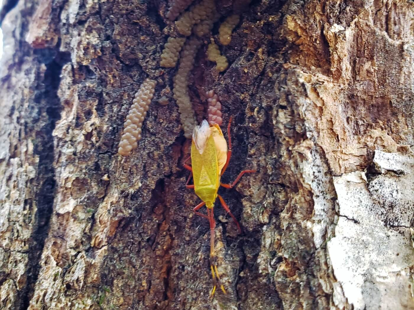 A yellow bug with red legs on a tree trunk