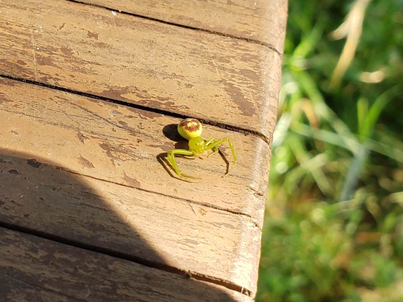 A yellow spider on a wooden bench
