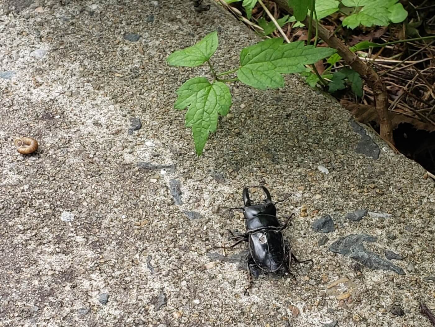 A black beetle on the concrete ground
