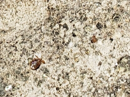 Baby ticks on concrete