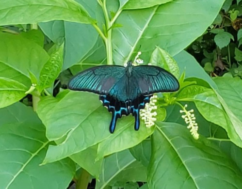 Blue green butterfly on a plant