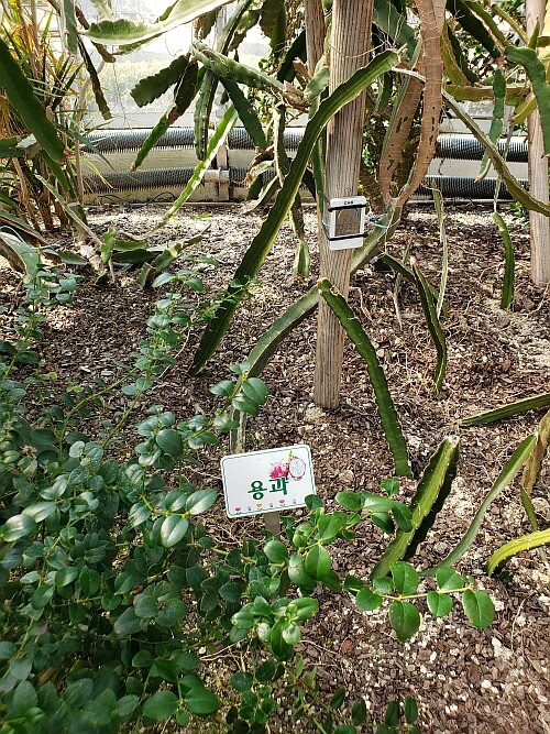 Dragon fruit growing in the botanical garden