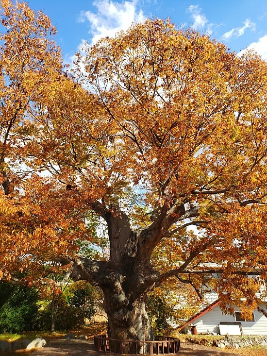 A 440 year old tree with orange-colored leaves in the fall