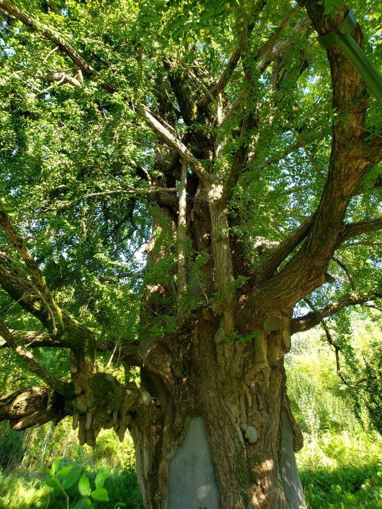 840 year old tree in tall grass