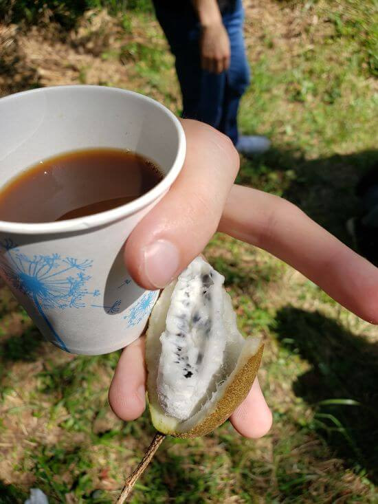 A cup of coffee and a piece of white fruit in my hand