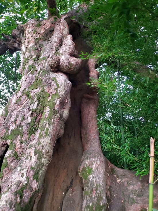 The hollow trunk of a 415-year-old tree