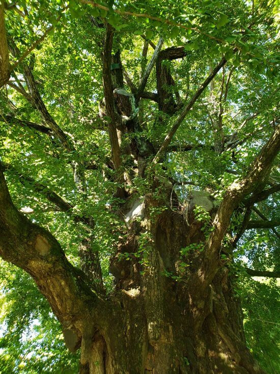 Looking up at an old ginko tree trunk and branches