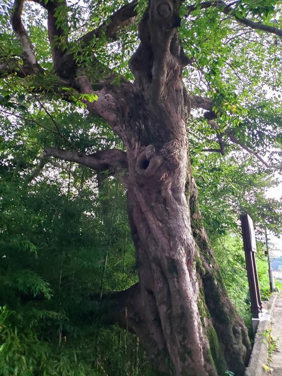 An old tree growing a bamboo along a curb