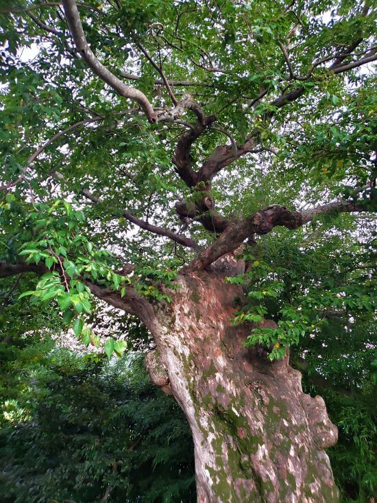 An old tree with branches extending among bamboo
