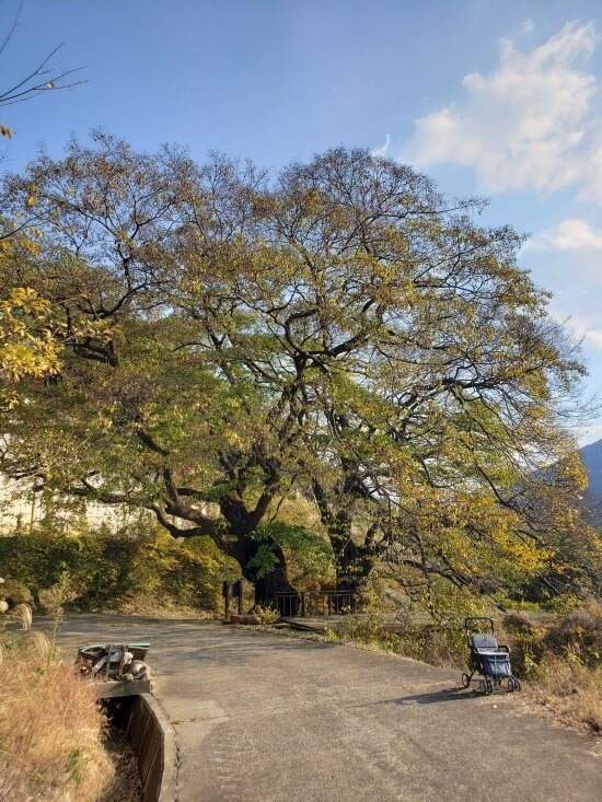 A pair of old trees with leaves half-fallen and a walker in the road