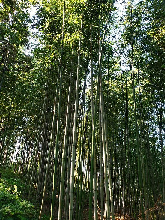 Bamboo stalks growing tall