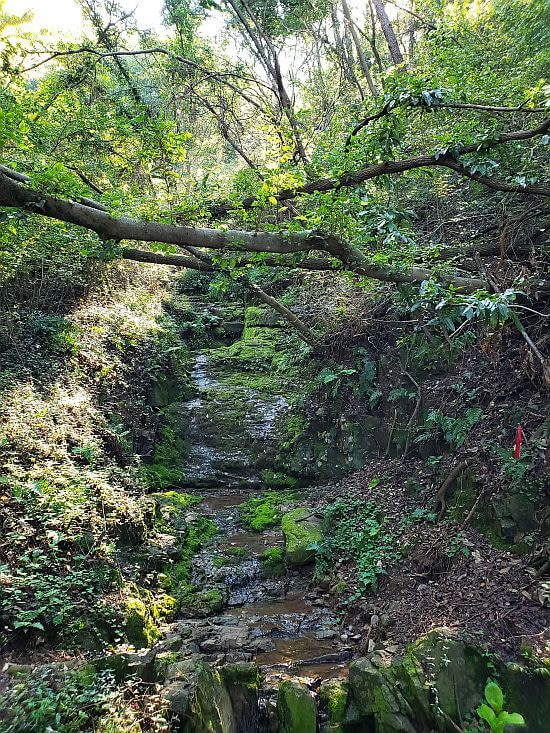 Mossy rocks in a small ravine in a forest