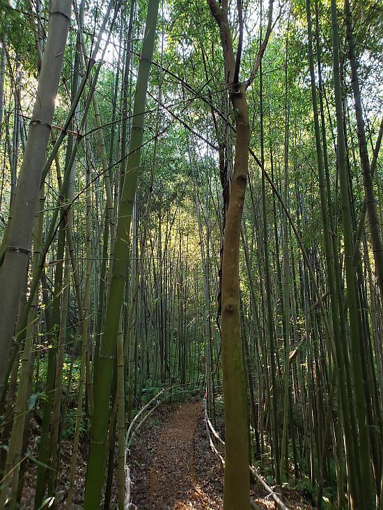 A path with bamboo railings through a bamboo forest