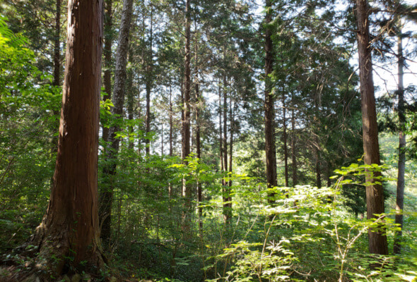 Light shining through tall trees at Galmobang forest