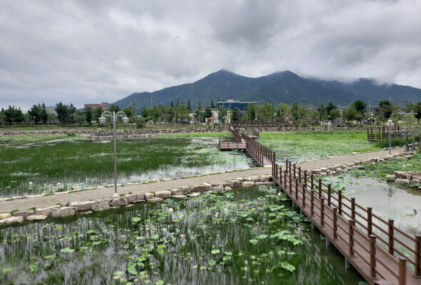 Goseong Ecology Learning Center in the background with the paths running through the lotus and lily ponds in the foreground