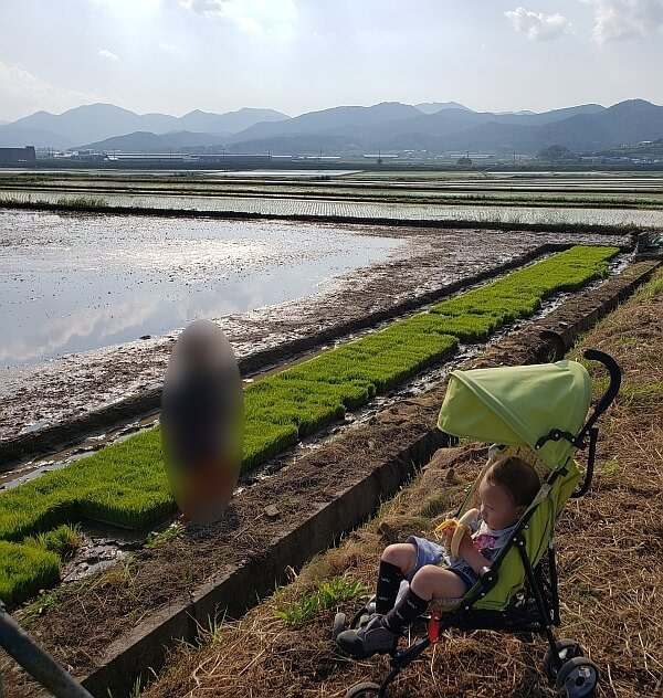 Baby Noah in the stroller with a banana watching my mother-in-law in the field and my wife standing next to the stroller